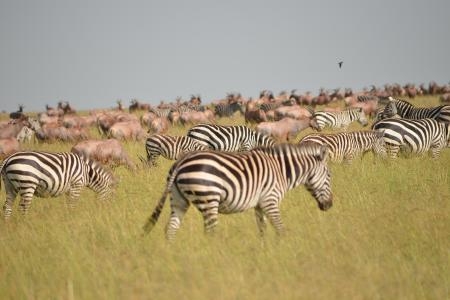zebra-on-the-topi-plains