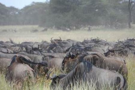 wildebeest-grazing-in-the-northeastern-serengeti