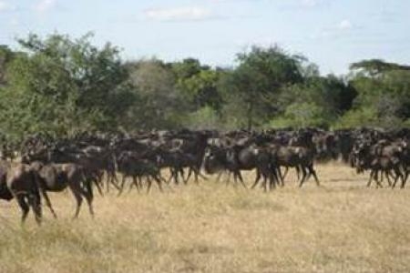 10000-wildebeest-between-lobo-and-bologonja
