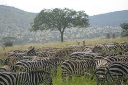 zebra-close-to-kirawira-hills