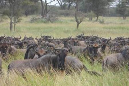 herds-close-to-the-andbeyond-grumeti-serengeti-camp