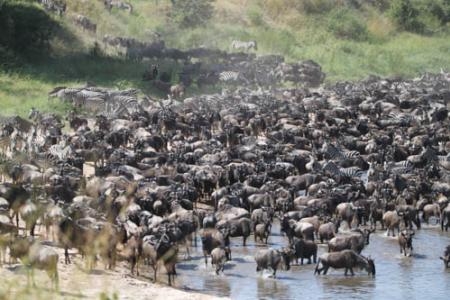 wildebeest-in-the-sand-river