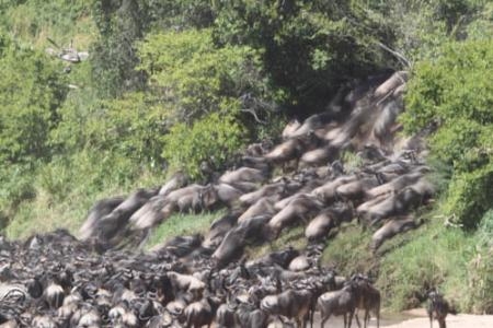 wildebeest-running-up-the-sand-river-bank