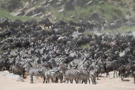 zebra-and-wildebeest-at-the-sand-river