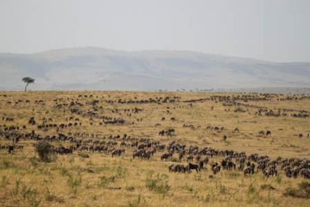migration-in-the-masai-mara