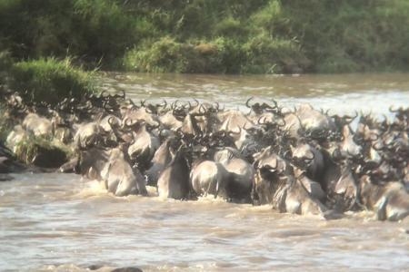 wildebeest-migration-crossing-the-mara-river