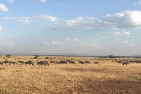wildebeest-on-the-sasakwa-plains