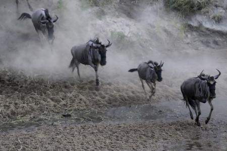 wildebeest-crossing-the-sand-river
