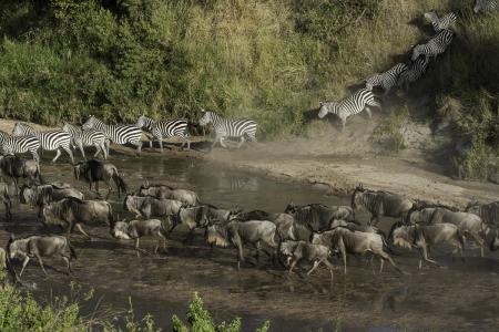wildebeest-and-zebra-crossing-the-sand-river
