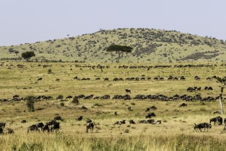 herds-close-to-the-sand-river-mara-camp