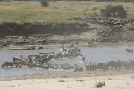 wildebeest-crossing-the-mara-river