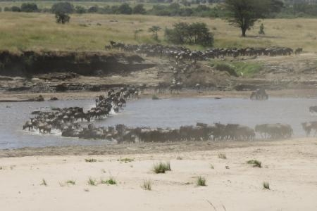 herds-crossing-the-mara-river