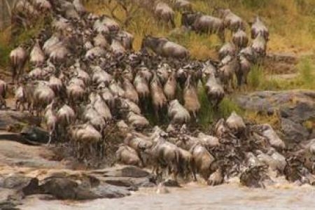 herds-at-the-mara-river