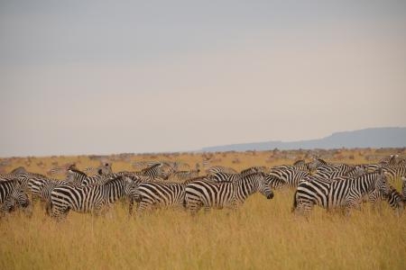 zebra-on-the-topi-plains