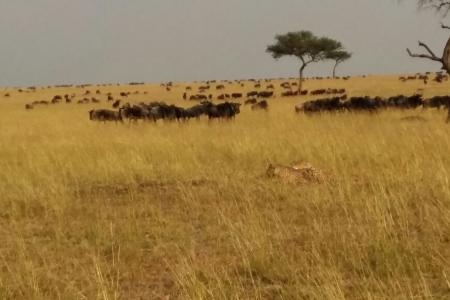 cheetah-watching-wildebeest