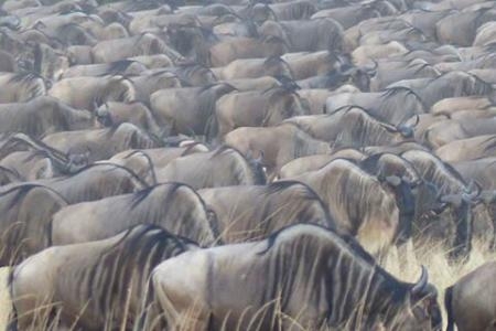 wildebeest-migration-in-kogatende