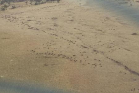 herds-near-the-grumeti-airstrip