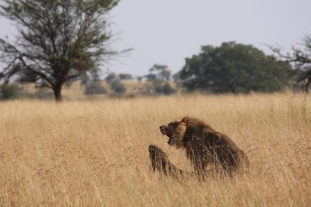 lions-mating-in-the-serengeti