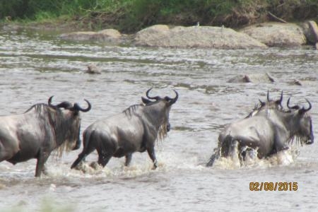 the-lucky-wildebeest-that-made-it-across