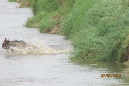 wildebeest-jumps-into-mara-river