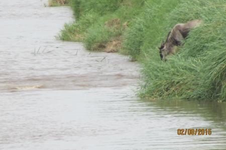 wildebeest-diving-into-mara-river