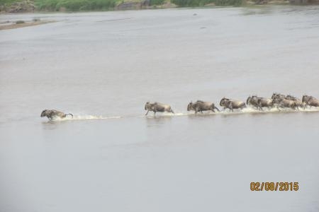 wildebeest-make-their-way-across-the-mara-river