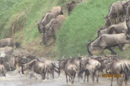 wildebeest-climbing-up-the-banks-of-the-mara-river