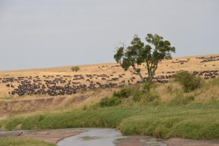 wildebeest-cross-the-sand-river
