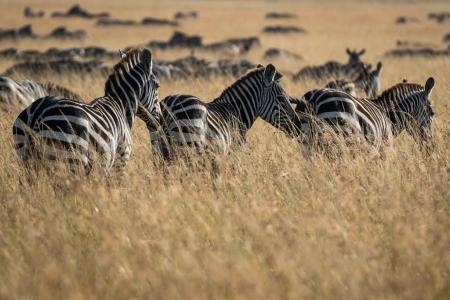 zebra-in-the-masai-mara
