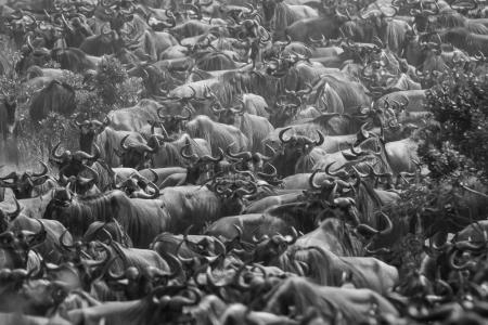 wildebeest-migration-crossing-the-sand-river