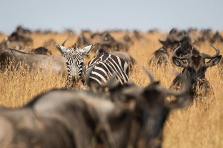 zebra-and-wildebeest