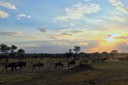 a-few-wildebeest-around-the-four-seasons