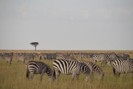zebra-grazing-in-the-mara-reserve