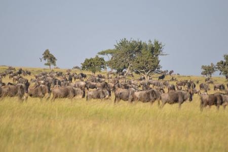 herds-close-to-the-losokwan-camp
