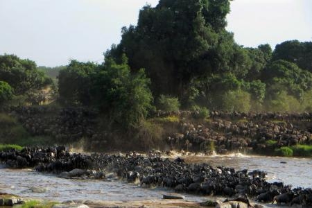 herds-making-their-way-across-the-mara-river
