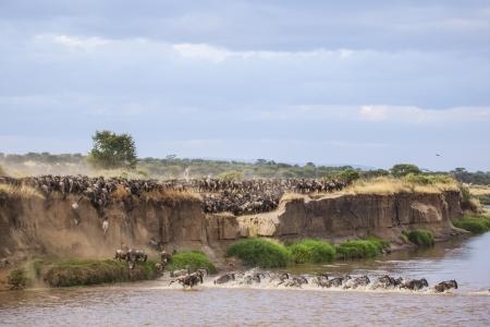 wildebeest-migration-crossing-the-mara-river