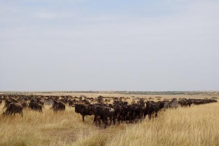 the-herds-are-slowly-moving-north