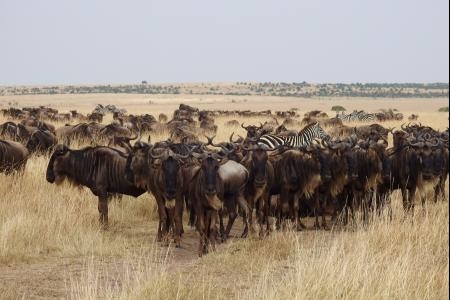 scattered-herds-of-wildebeest