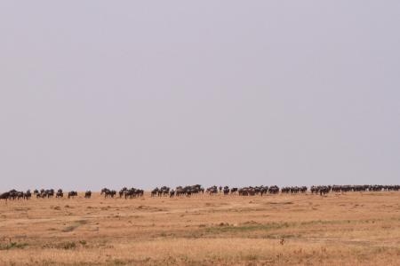 long-files-of-wildebeest