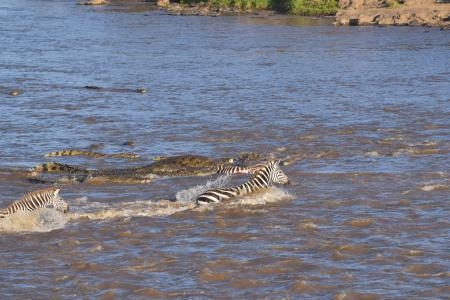 nile-crocodile-swims-behind-zebra