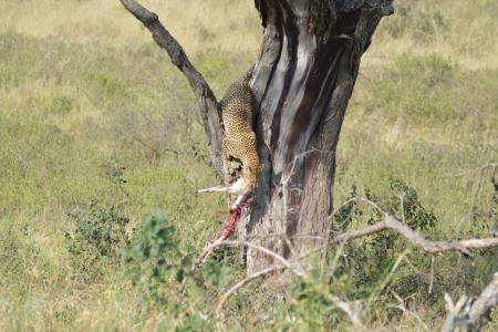 leopard-climbing-down-a-tree-close-to-lake-magadi