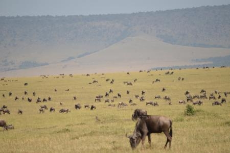 wildebeest-on-the-topi-plains