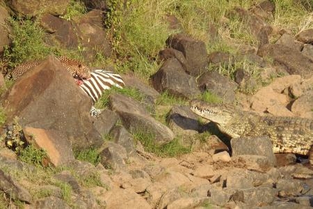 leopard-and-crocodile-stand-off