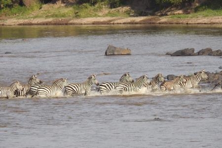 zebra-herds-crossing-the-mara-river
