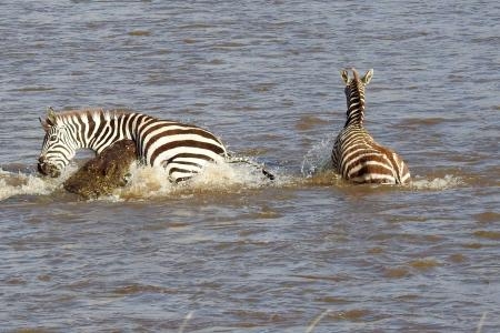 zebra-attacked-by-crocodile