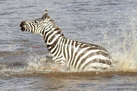 zebra-crossing-the-mara-river