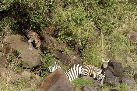 zebra-killed-by-leopard