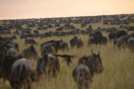 big-herd-close-to-rekero-camp