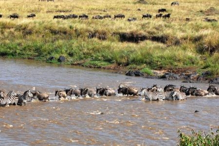 wildebeest-cross-the-mara-river