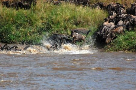 wildebeest-dive-into-the-mara-river
